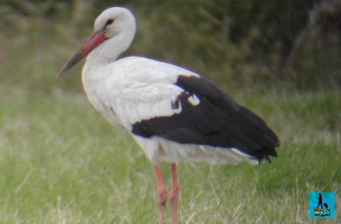 A solitary white stork in Danube Delta