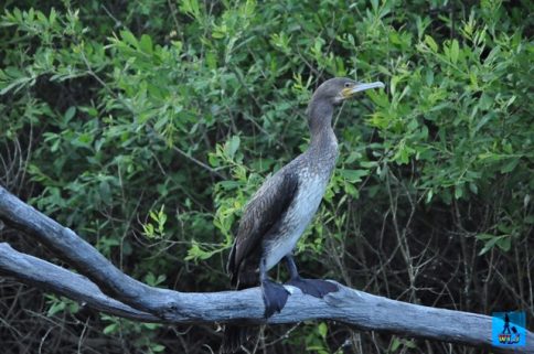 Un cormoran tăcut din Delta Dunării, păsările din Delta Dunării