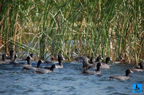 Lots of ducks are living temporarly or permanently in Danube Delta