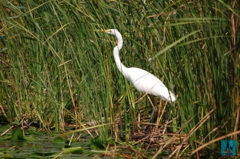 O egretă mare din Delta Dunării