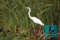 birds danube delta