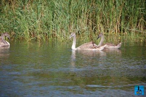 Lebedele sunt populare peste tot în lume, deci şi aici în Delta Dunării, păsările din Delta Dunării