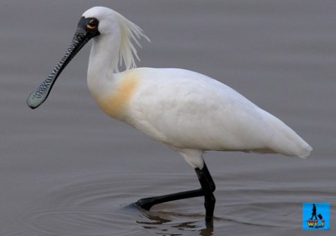 birds danube delta lopatar