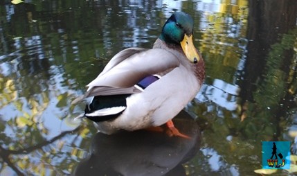 One of the shelducks from Danube Delta