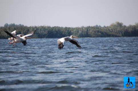 Pelicans flying above Uzlina Lake in Danube Delta