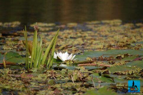 Danube Delta's flora is rich and spectacular