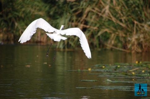 A great Egret (Ardea Alba) flying when we're approaching