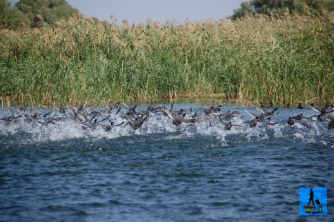 Tens of ducks start to fly when a boat is coming