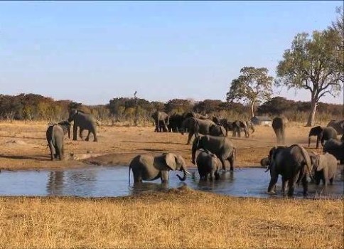 Elefanţi în Parcul Naţional Hwange, Zimbabwe