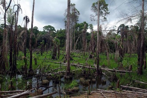 Liberia rainforest