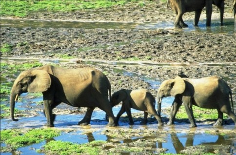 Lovely elephants in Congo