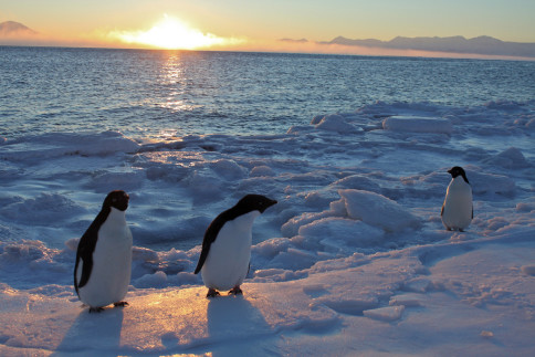 pinguini călătorii în antarctica 