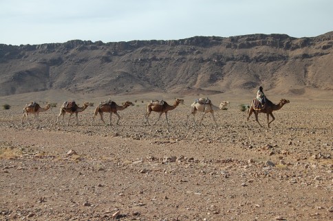 Camels in Sahara Desert, Tunisia