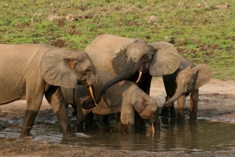 Elefanţi în Parcul Naţional Kakum, Ghana