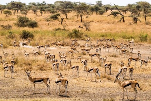 Thompson Gazelles in Masai Mara Game Reserve, Kenya