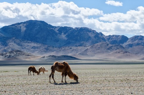 Mongolian camels, Mongolia