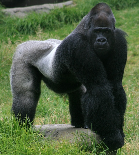 protected gorilla from Gabon