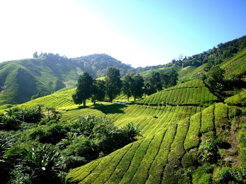 Plantaţii de ceai Sri Lankeze