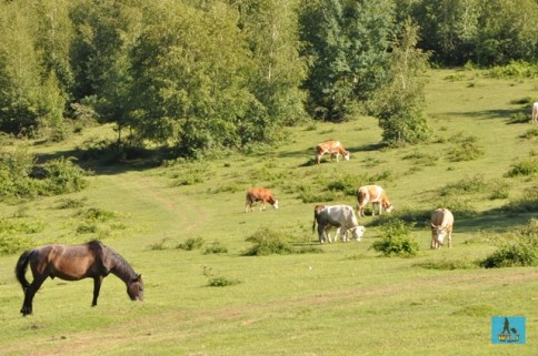 Animals on Silvania Hill's pastures in rural Salaj County