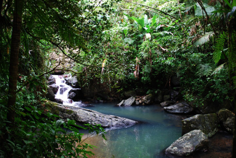 Pădurea Naţională Puerto Ricană El Yunque