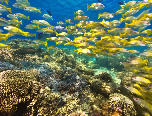 Bariera de corali din Noua Caledonie e a doua din lume