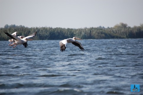 Pelicani în Parcul Național Delta Dunării, Județul Tulcea
