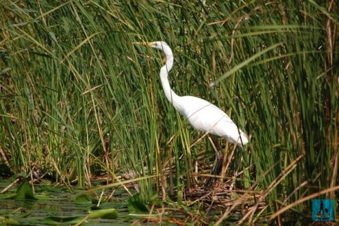 A Big Egret in Danube Delta, birds from Danube Delta