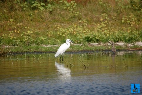 O egretă mică din Delta Dunării