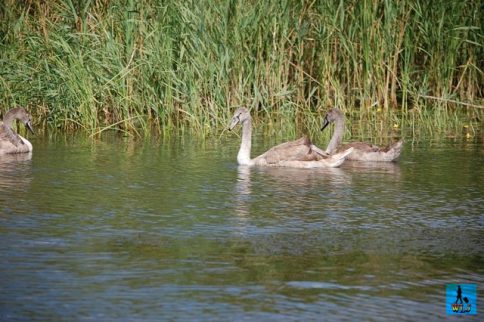 Swans are popular around the world and here also in Danube Delta