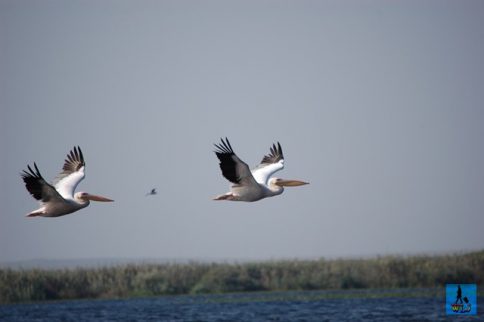 Pelicans flying above Uzlina Lake in Danube Delta