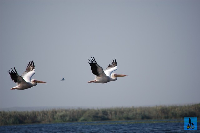 Învaţă despre păsările din Delta Dunării şi comportamentul lor