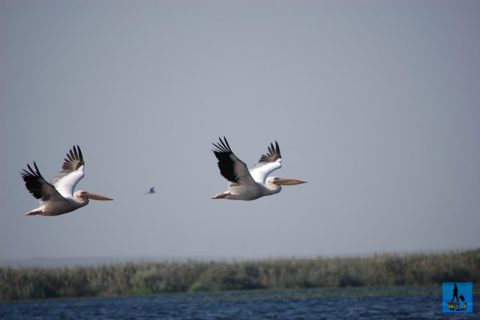 Learn about the birds from Danube Delta and their behaviour
