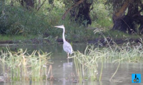 Danube Delta's Great Heron