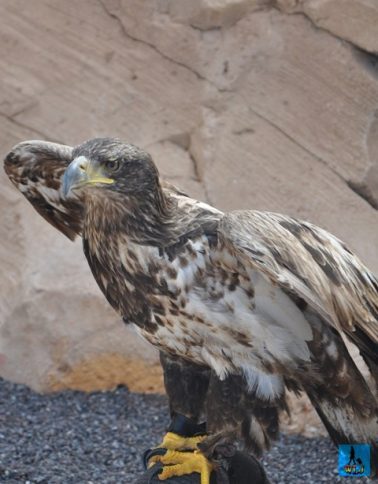 A white-tailed eagle is hard to see in Danube Delta, but here's one in captivity