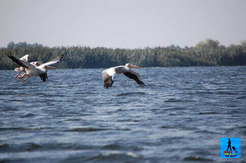 Pelicani zburând deasupra lacului Uzlina din Delta Dunării