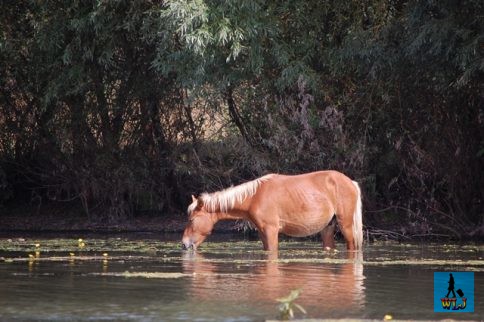 Cal sălbatic bea apă la marginea canalului Sfântu Gheorghe
