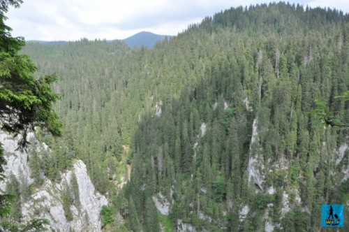 Endless coniferous forests hiding a rich fauna, are everywhere in Apuseni Natural Park