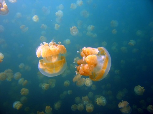 Milioane de meduze aurii înoată zilnic de pe o parte pe alta la Lacul cu meduze