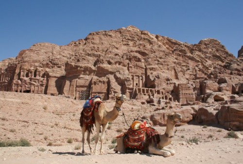 Make a ride on a camel to see Petra in a different way